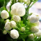 100 Non-GMO Fragrant Climbing Jasmine Seeds
