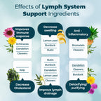 PUREHEALTH RESEARCH Lymph System Support - Lymphatic Drainage Supplement for Women & Men - Bromelain, Echinacea, Dandelion, Burdock Root, Lemon Powder, Kelp, Cleavers & More - 60 Capsules